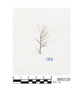 藏品(鞭狀指葉蘚)的圖片